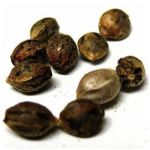 Семена марихуаны АК-47  (Seeds AK-47) в Чистополе